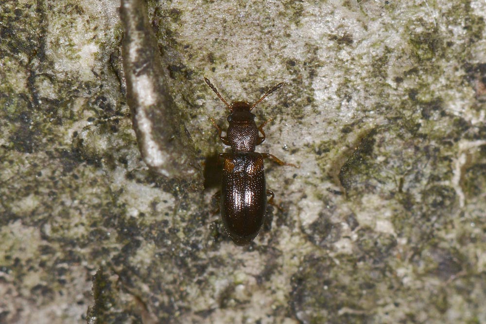 Lissodema denticolle - Salpingidae